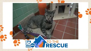 16 To The Rescue: Cal