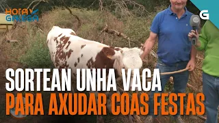 SORTEAN unha VACA para axudar coas FESTAS | HORA GALEGA