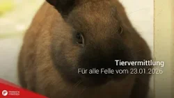Tiervermittlung: Für alle Felle vom 23.01.2026