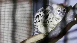 Mosómedvét, szurikátát és selyemmajmot is lefoglaltak Mosómedvét, szurikátát és selyemmajmot is lefoglaltak