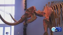 Interview: Warren Allmon, Director of the Ithaca Museum of the Earth