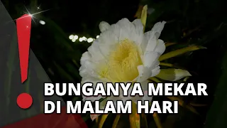 It Turns Out Dragon Fruit Flowers Bloom at Night!