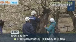ソメイヨシノ倒木の舞鶴公園で福岡市が桜の木緊急点検　１０００本が対象に