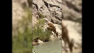 Darende'de Yaban Keçisi Görüntülendi!