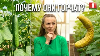 🌱 Why Do Cucumbers Taste Bitter? Are Ants Friends or Foes? Harvest Secrets Revealed | Summer Cottage