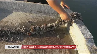 September 2, 2026 - Taranto - Mussel deaths in the Little Sea, mussel farmers don't give up