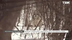 Бродячие собаки атаковали жителей Тихих Зорь