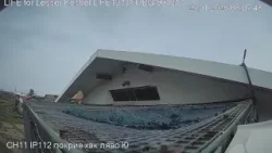 Първата белошипа ветрушка се завърна от Африка