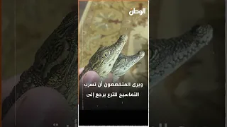 بعد تكرار ظهورها.. من المتورط في تسرب التماسيح للترع؟