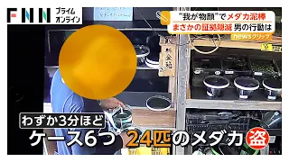 「窓から放り投げながら」メダカ24匹盗んだか、確保された男がまさかの証拠隠滅 窃盗の疑いで捜査（2026年10月01日）