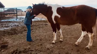 Tooele horse found dead may have been hit by ricochet or stray bullet