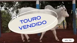 TOURO UFU 716 TOURO UFU 716