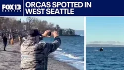 Orcas spotted in West Seattle