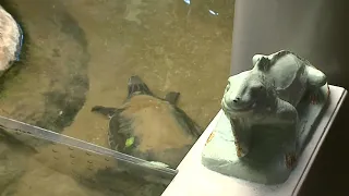 Zoologic: Narrow-headed softshell turtles