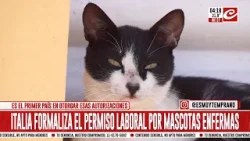 Otorgan licencias laborales para que puedas cuidar a tu mascota enferma