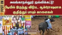 Alanganallur Jallikattu -2026 | 9th Round | Heavy Training | Players | Struggle | Prize |Madurai