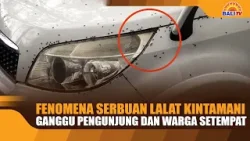 FENOMENA SERBUAN LALAT KINTAMANI, GANGGU PENGUNJUNG DAN WARGA SETEMPAT