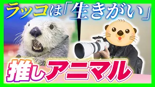 [Obsessed with Otters] A Close Look at the Passion of a Man Who Visits Toba Aquarium Every Day: "...