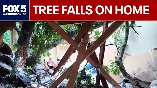 Maryland woman narrowly escapes as tree crashes into home