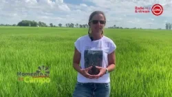 MOMENTO DE CAMPO - ELONCE Radio & Stream FM 98.7 - 09/02/2026