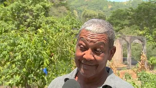 Jamaica's Blue Mountain Coffee Is Under Attack | Brewed by the Heat | TVJ News