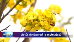 Bảo tồn và phát huy giá trị mai vàng Yên Tử Bảo tồn và phát huy giá trị mai vàng Yên Tử