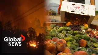 Summerland, BC farmer was 12 hours away from harvesting crop when wildfire sparked