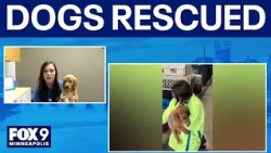 36 dogs rescued from unlicensed breeder in Cass County