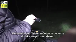 Dierenbescherming zoekt vrijwilligers paddentrek • Code oranje woensdag