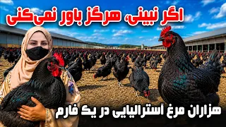 A Farm with Thousands of Australian Chickens / گزارش فرشته عظیمی از فارم هزاران مرغ آسترالیایی