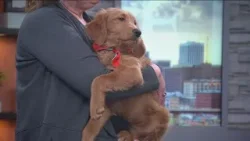 Мероприятие «Weekend Wags» от организации Pet Haven приглашает жителей Миннеаполиса познакомиться...