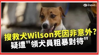 搜救犬Wilson死因「非意外」？黃瓊慧曝疑遭「領犬員粗暴對待」 要求消防局重啟調查｜三立財經iNEWS