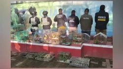 OFF 233 ARRESTED FOR ENVIRONMENTAL CRIMES IN LATIN AMERICA AND THE CARIBBEAN