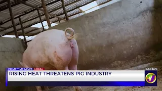 Rising Heat Threatens Pig Industry | TVJ News