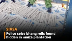 Police seize bhang rolls found hidden in maize plantation