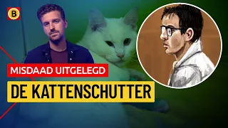 Multiple cats shot with crossbow in Eindhoven