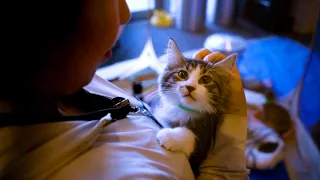 CityStream: Kittens bring a feline frenzy to City Hall