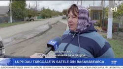 "Neither goat nor he-goat". Testimonies about wolf attacks in villages in Basarabeasca