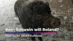 Kein Schwein will Roland? Eber sucht neues Zuhause
