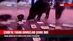 İzmir'de Yaban Domuzları Şehre İndi | Kedilerle Birlikte Besleniyorlar