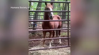 Outlaw the Mustang roaming near Liberty Reservoir safely captured