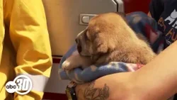 Puppy rescued after falling down 100-foot-deep well in Fresno County