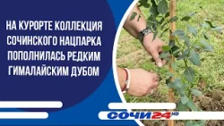 На курорте коллекция Сочинского нацпарка пополнилась редким гималайским дубом