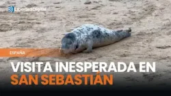 Una cría de foca gris aparece en plena playa de La Concha
