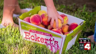 Pick-your-own peaches to have lowest seasonal prices last weekend of July