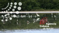 Monitoreos revelan mejores dinámicas en ecosistemas de Caguanes