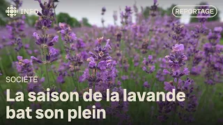 Lavender season is in full swing in Eastern Ontario