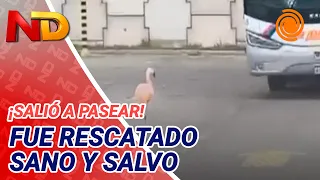 A FLAMINGO appeared at the Córdoba Bus Terminal: heartwarming videos