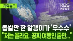 [자막뉴스] 좁쌀만 한 알갱이가 '우수수', "저는 몰라요. 공짜 여행인 줄만..." / KBS 2026.04.11.