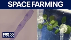 UF tests plant disease defenses on the International Space Station